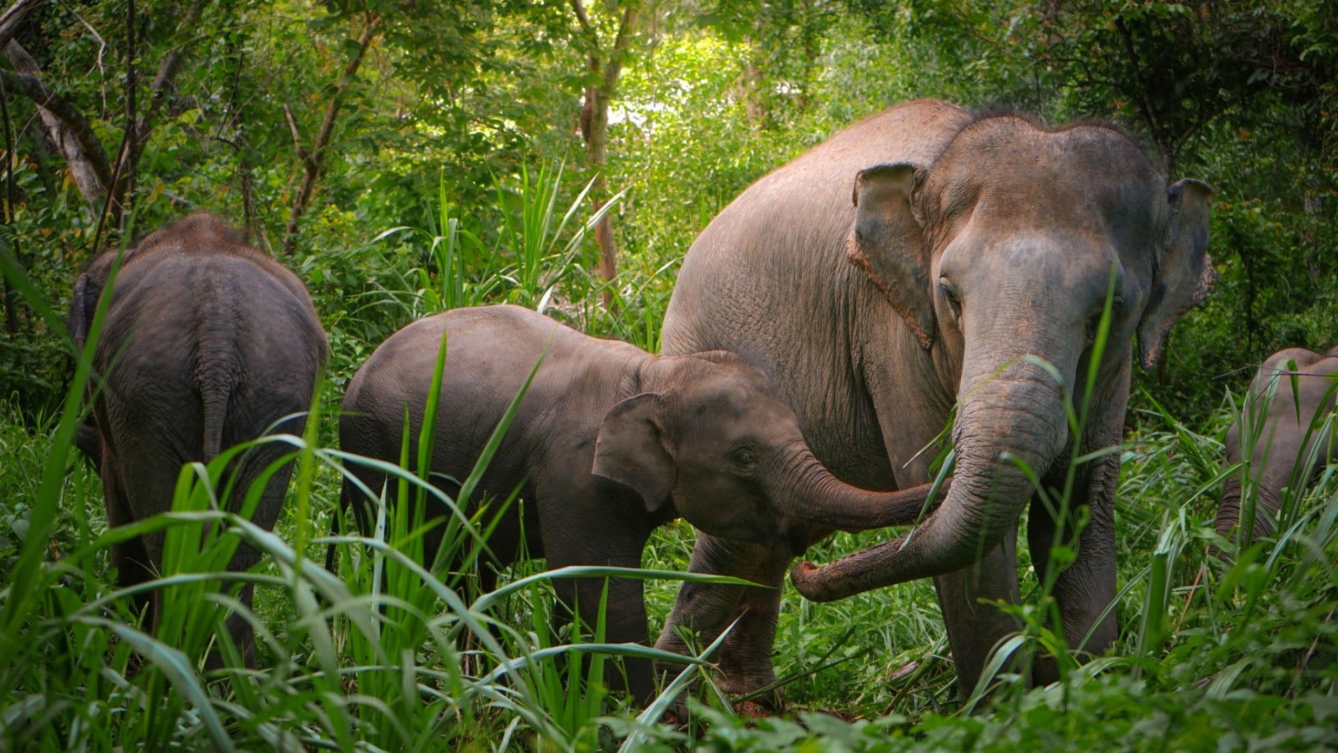 Enjoy Feeding food for Elephant