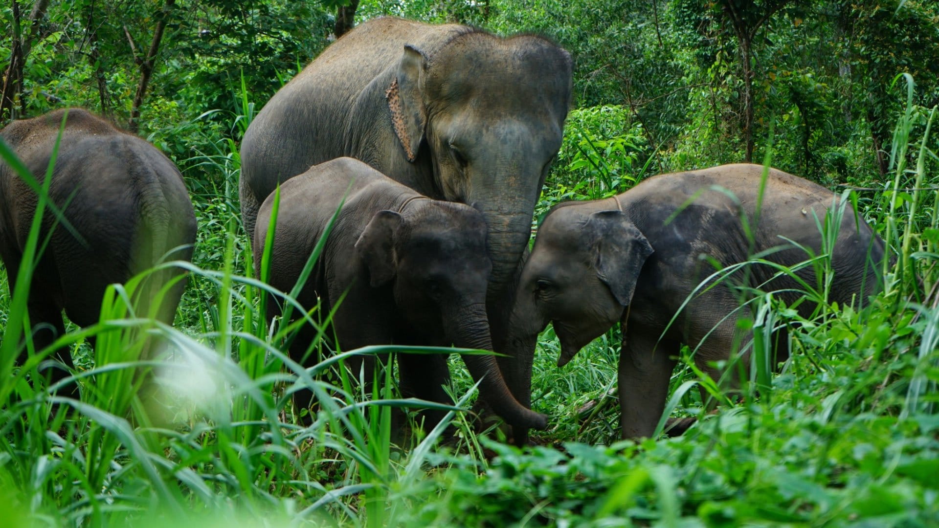 Special Half-Day Elephant Care