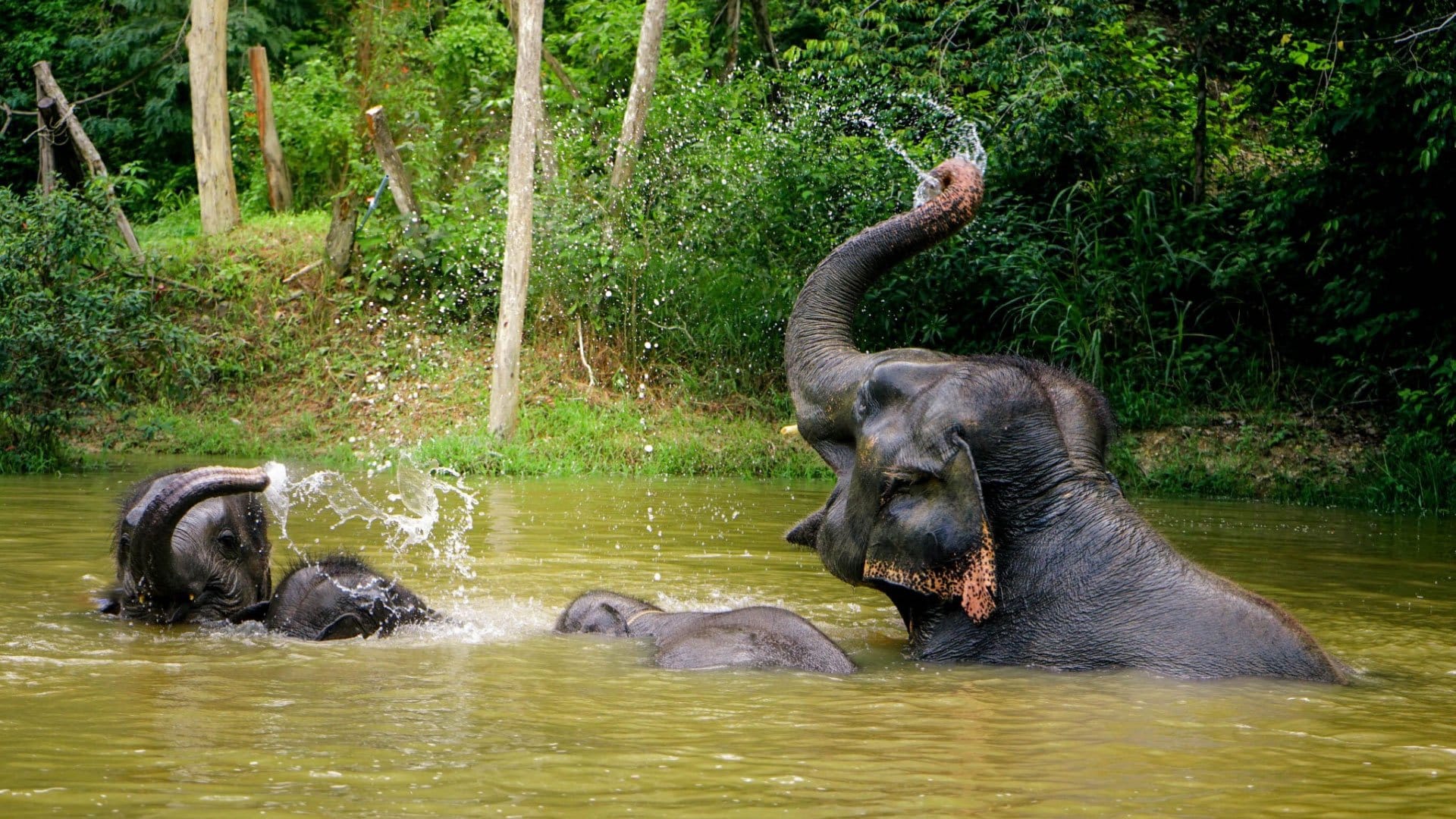 Feeding & Bathing Program 1 Hrs.