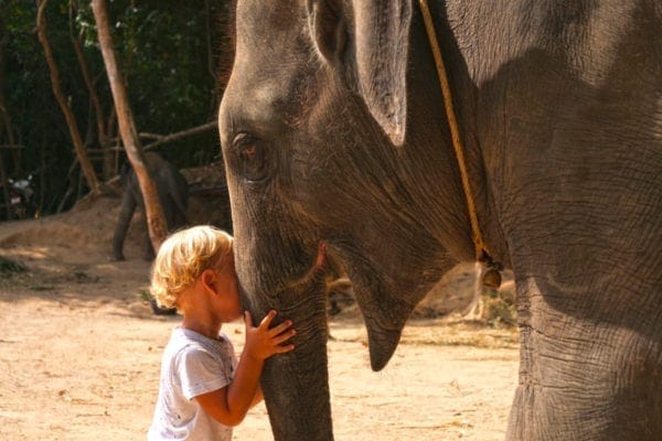 Enjoy Feeding food for elephant 30 mins