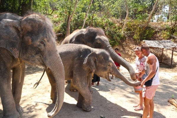 Enjoy Feeding food for elephant 30 mins