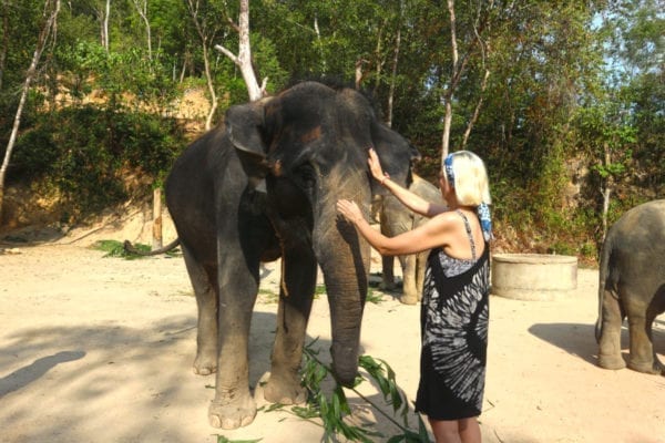 Enjoy Feeding food for elephant 30 mins