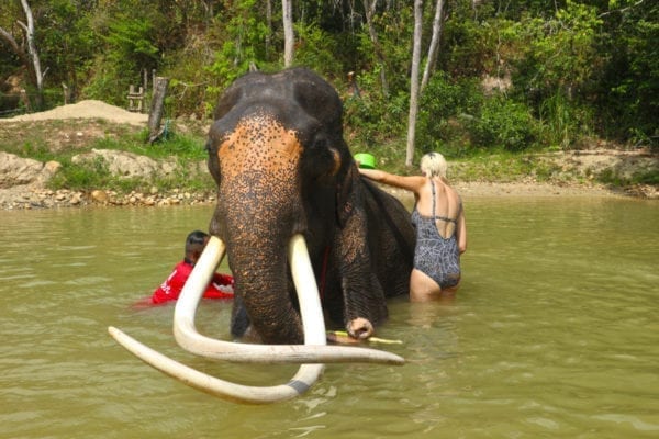 Funny bathing with elephant 30 mins