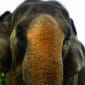 Best Time to Visit an Elephant Sanctuary in Phuket